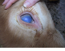 Malignant Catarrhal Fever (MCF)