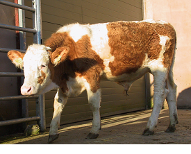 Malignant Catarrhal Fever (MCF)