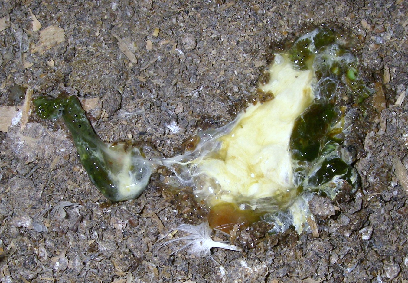 Newcastle Disease F1