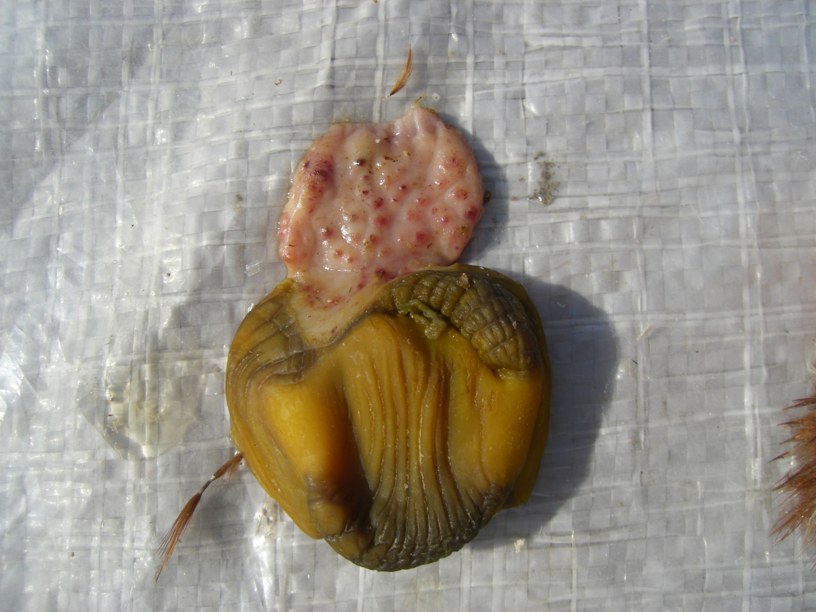 Newcastle Disease F3