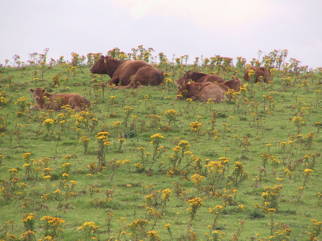 1 extensive ragwort contamination