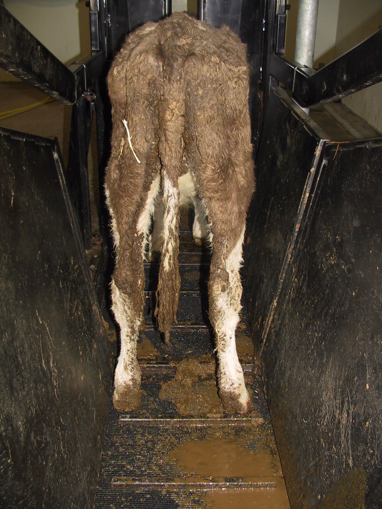 2 plant poisoning - chronic weight loss and diarrhoea