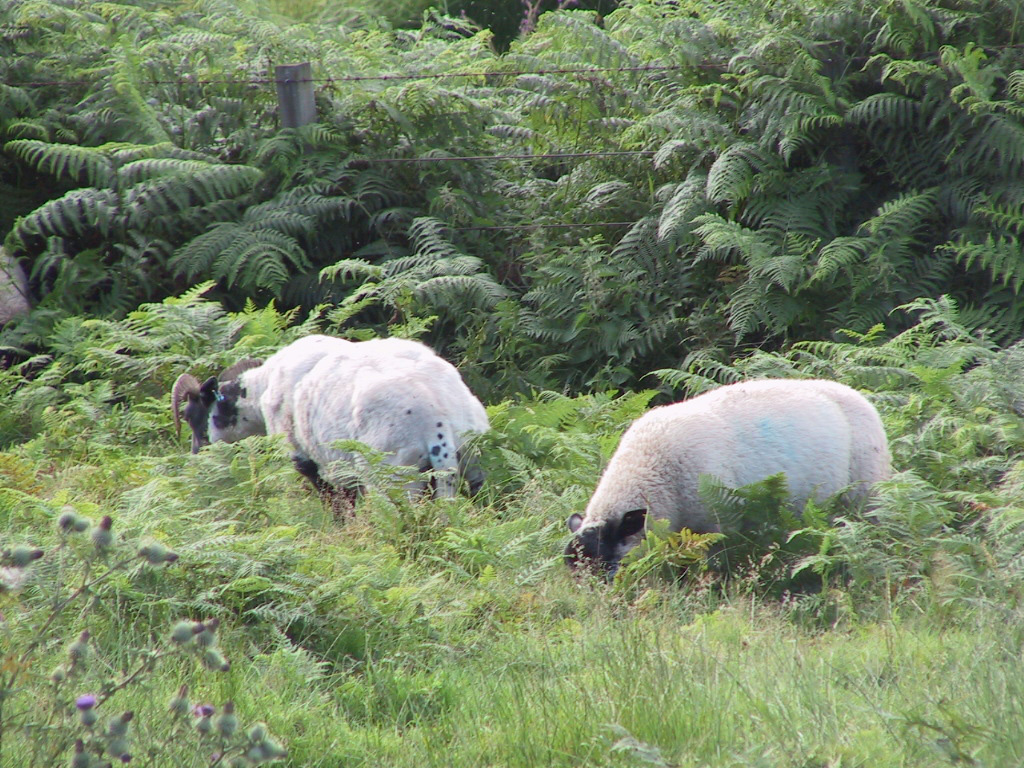 4 bracken poisoning - young bracken fronds
