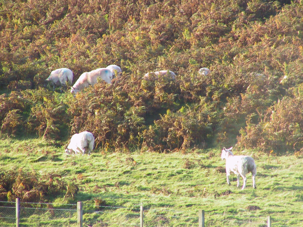 5 bracken poisoning - woody bracken