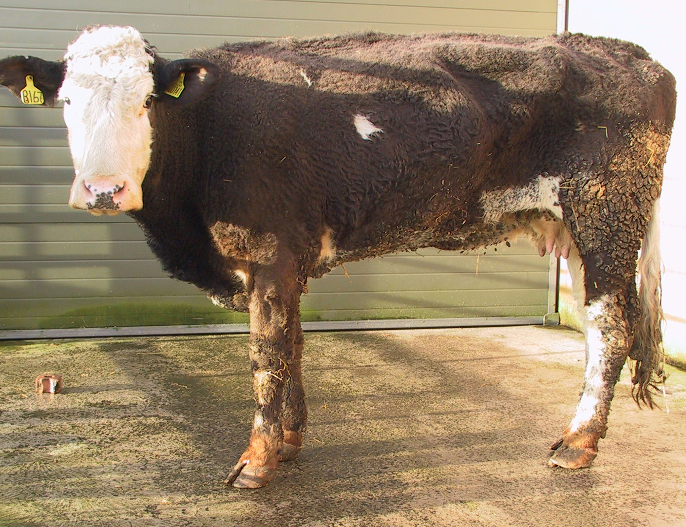 6 plant poisoning - chronic weight loss