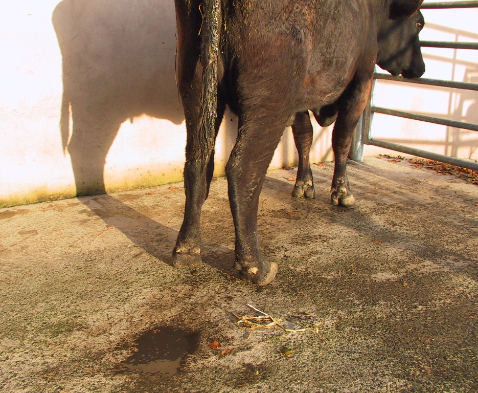 8 acorn poisoning - straining and diarrhoea