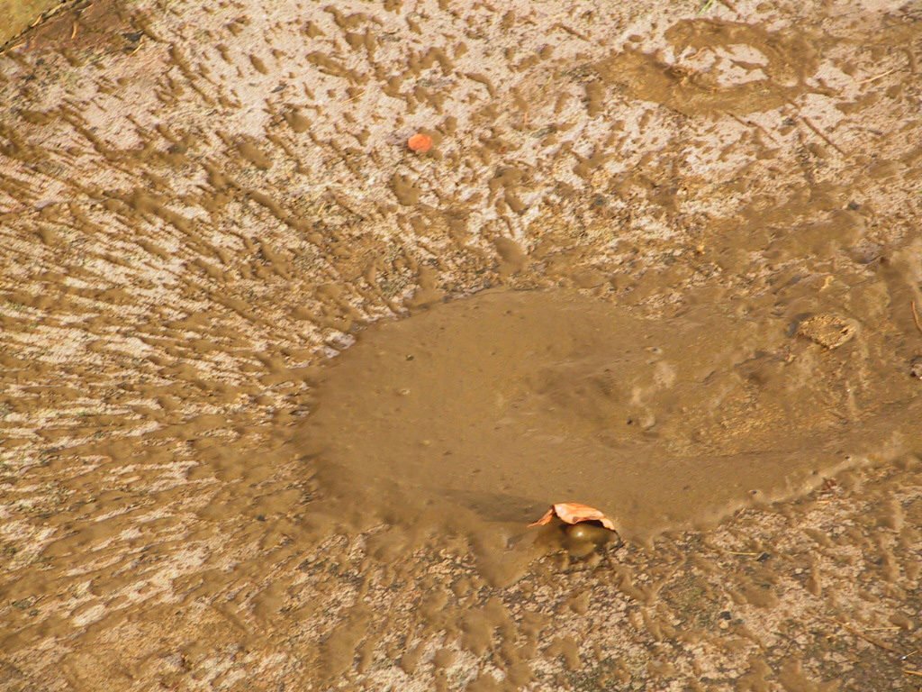 9 acorn poisoning - diarrhoea