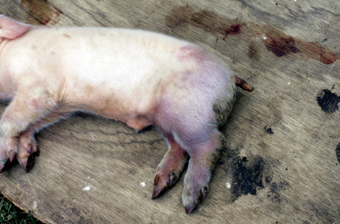 PRRS in the breeding herd F4