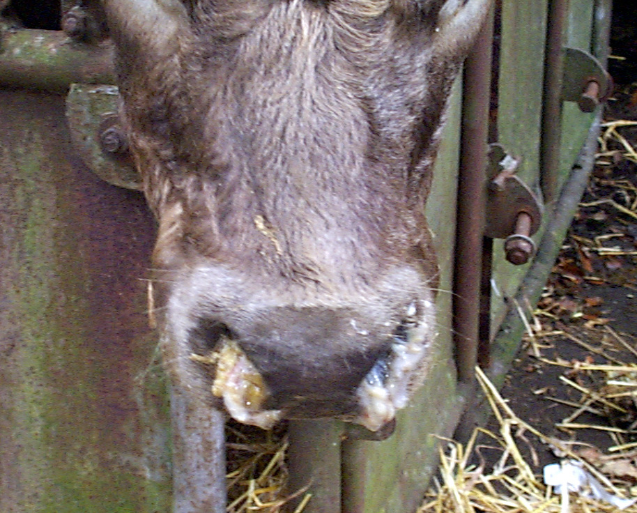 3 respiratory disease ibr infectious bovine rhinotracheitis virus