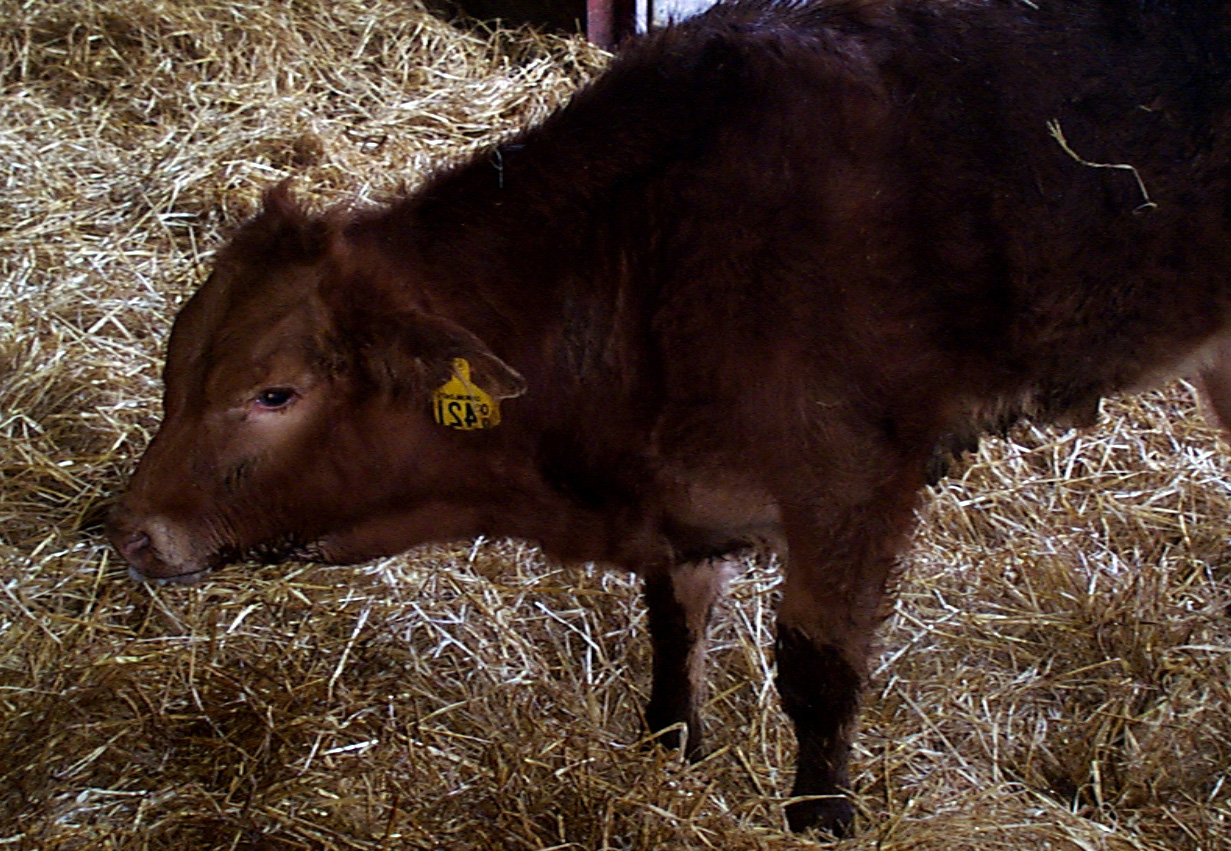 4 bovine respiratory syncytial virus