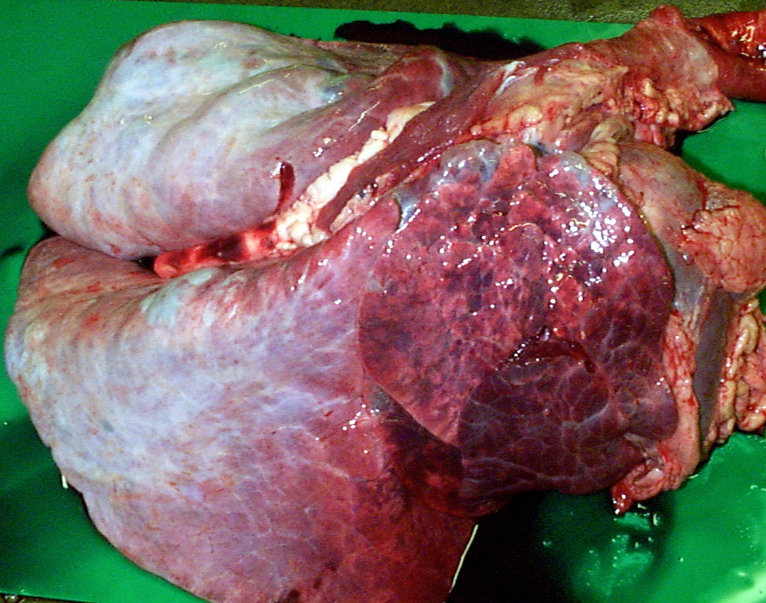 6 post mortem sudden death brsv infection