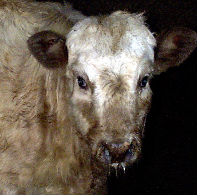 7 respiratory disease visual