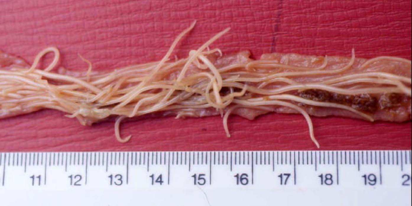 Worms in Game Birds Fig 2