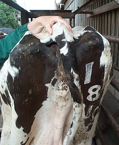 Benefits of treating the individual cow Fig 4