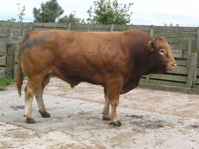 1 bull fertility