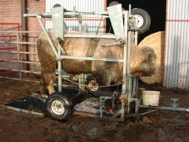 4 foot trimming of bulls