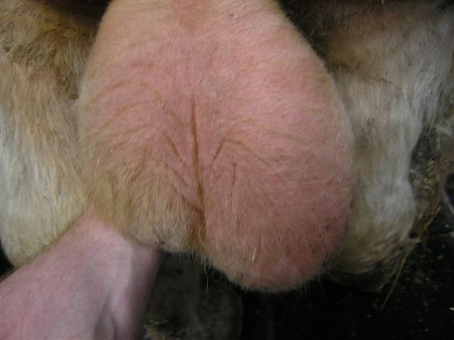 12 orchitis or chronic degeneration