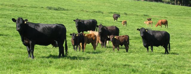 1 fertility efficiency of a beef suckler herd