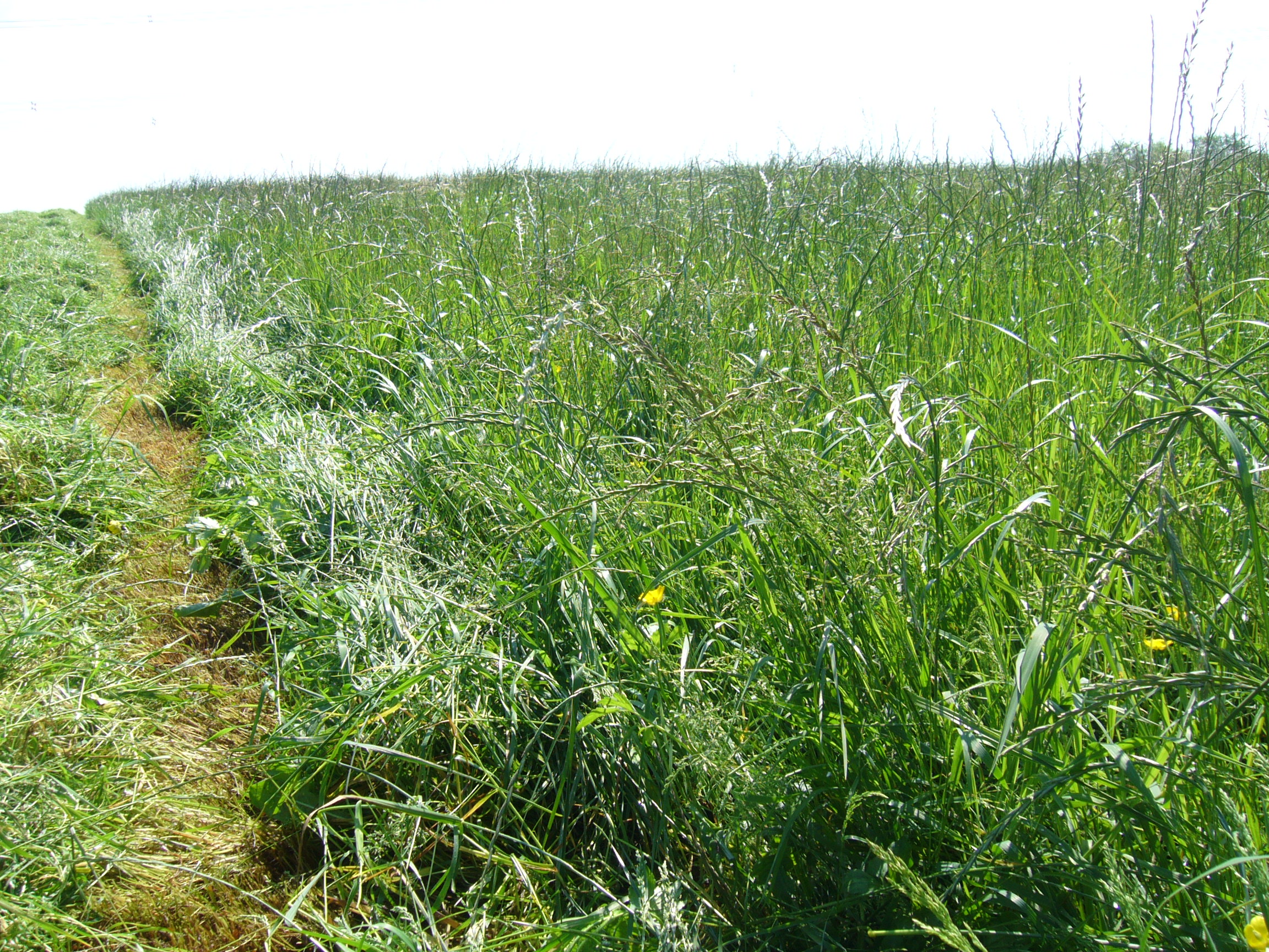 4 cutting silage pre bloom
