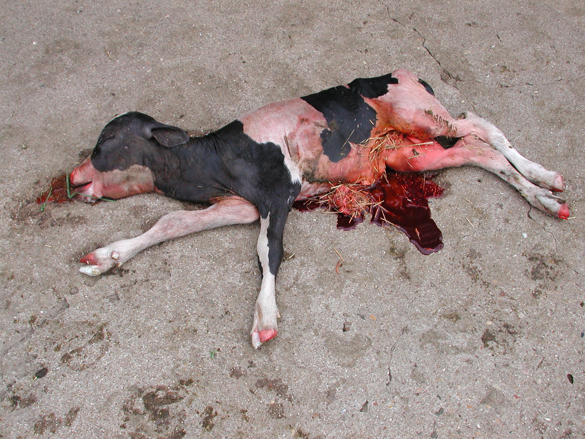 3 Intact Aborted Calf Fetus