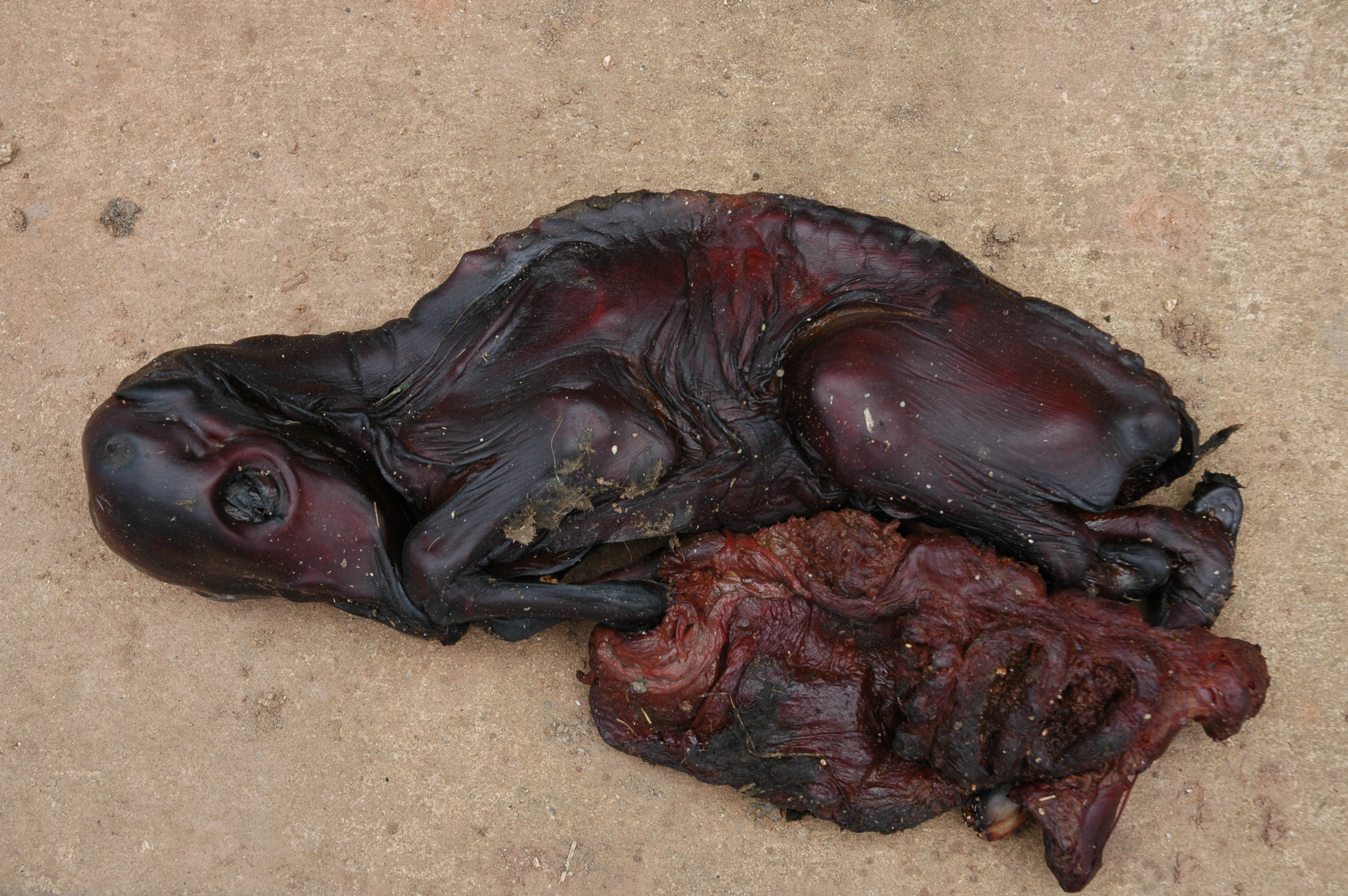 4 Mummified Calf Fetus