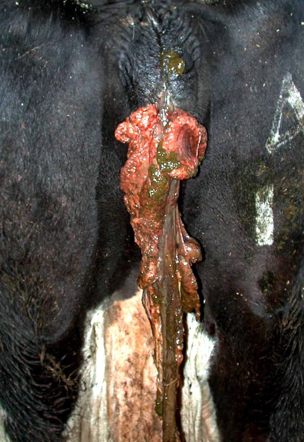 1 dairy herd fertility retained fetal membranes