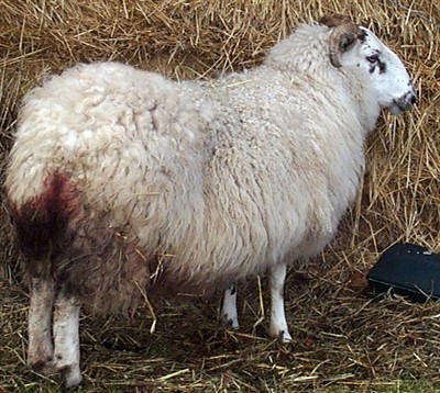 Abortion in Sheep