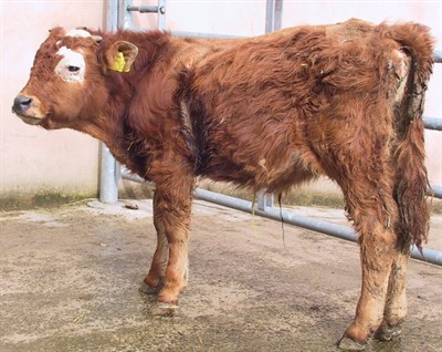 Bovine Viral Diarrhoea