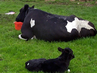 Calf Scour Dairy Herd