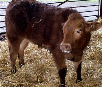 Calf Pneumonia Dairy Herd