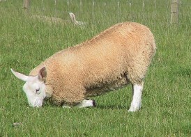 Sheep Lameness