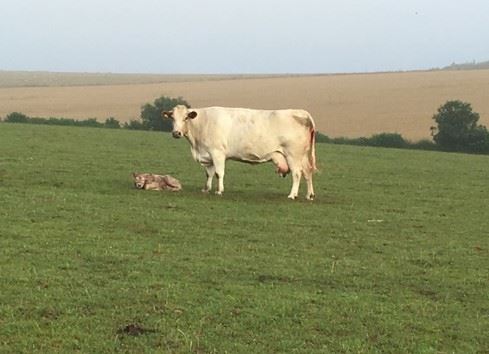 Feeding the beef cow pre and post calving