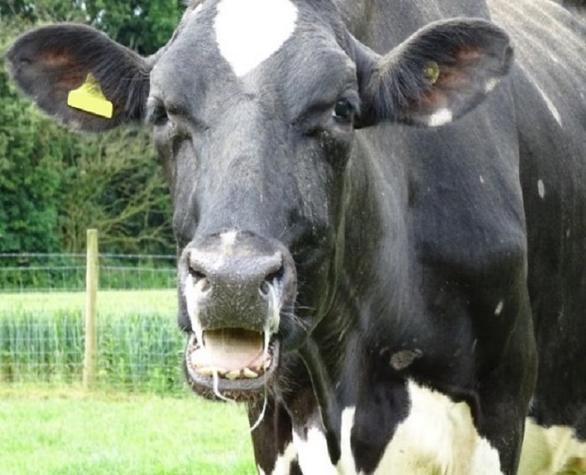 Preventing Lungworm in Cattle