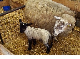 Lambing Losses Birth to Weaning
