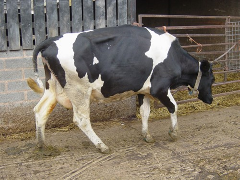 Dairy Lameness
