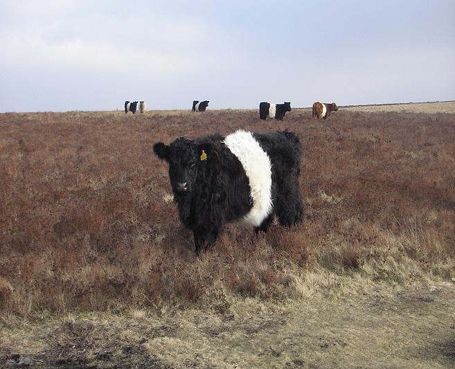 Feeding the beef cow for bulling and early pregnancy