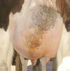 Reducing Mastitis: Teat Care in the Parlour