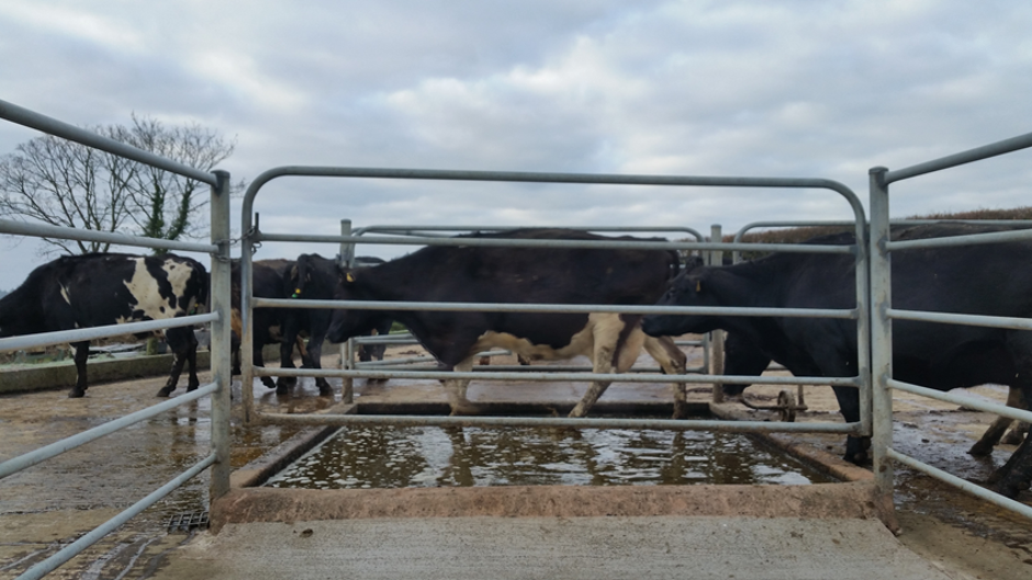 Foot bathing to prevent dairy cow lameness