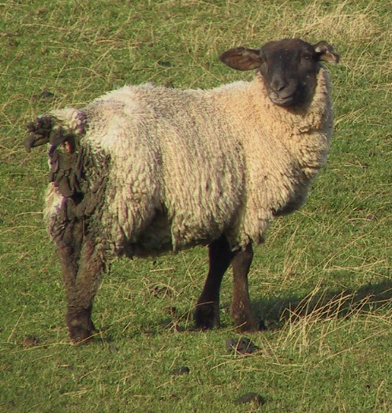 Roundworms in Sheep excluding Nematodirus
