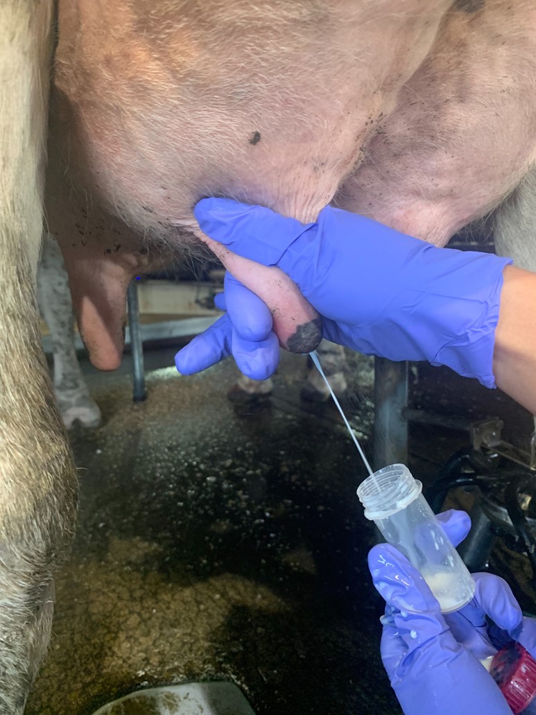 Reducing Mastitis in Dairy Cattle