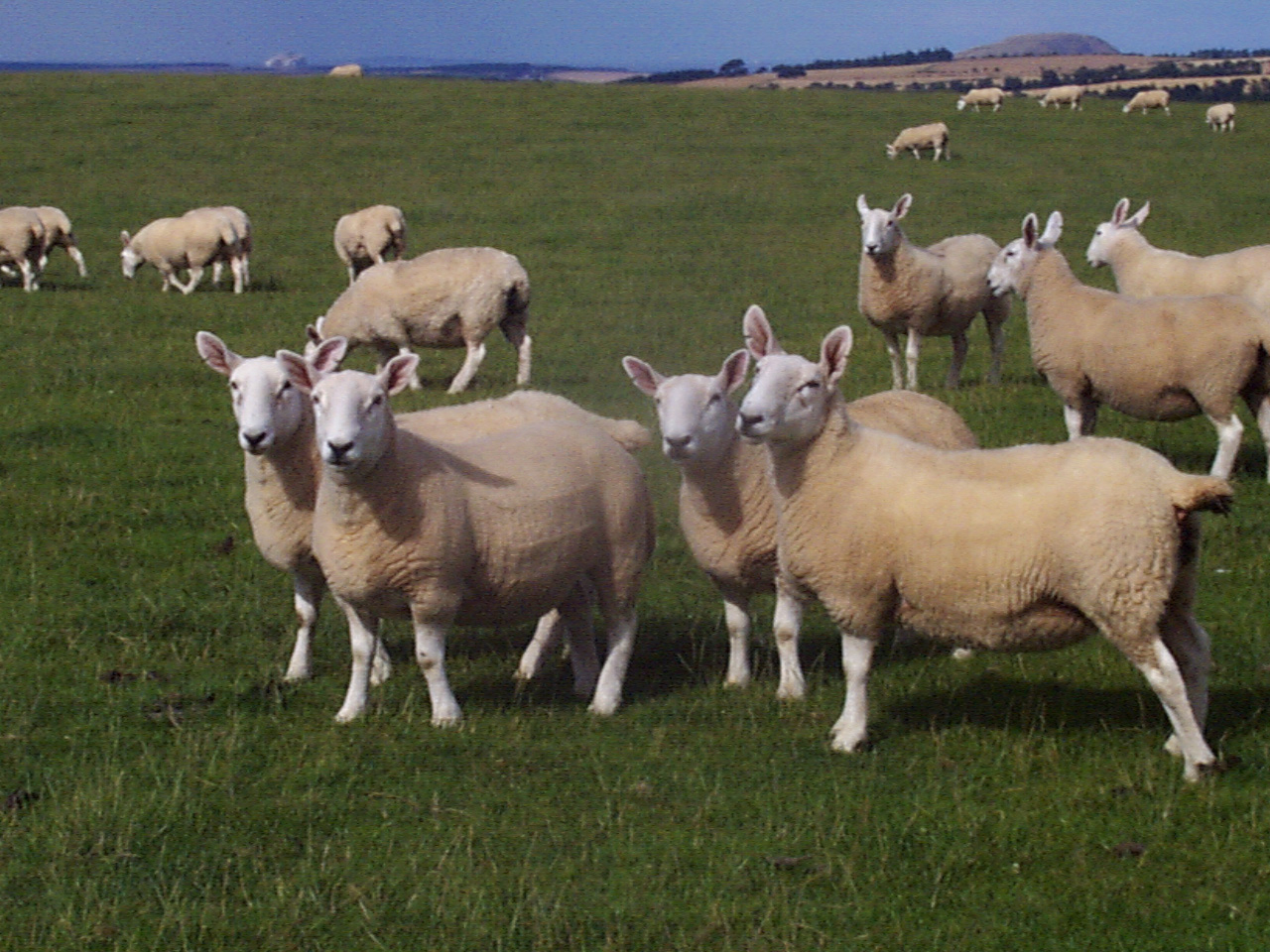 General Biosecurity Sheep