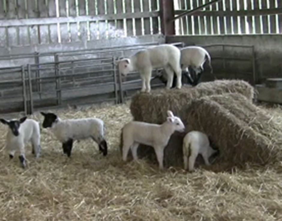 Coccidiosis in Lambs