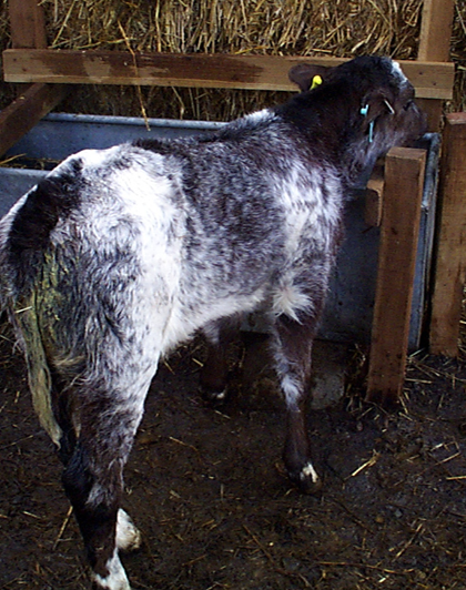 Coccidiosis in cattle