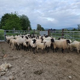 Ewe nutrition pre tupping to early pregnancy