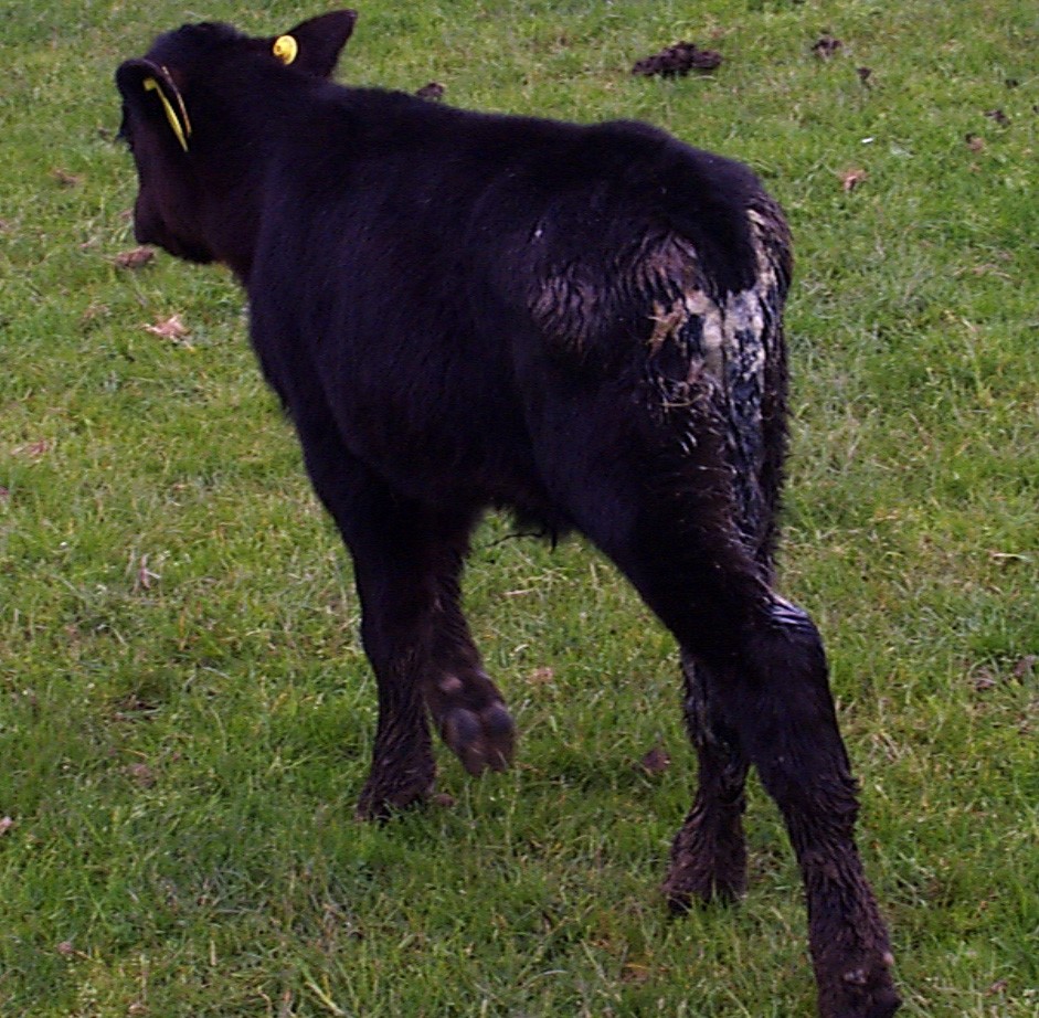 Calf Scour
