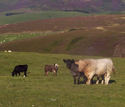 General Biosecurity Cattle
