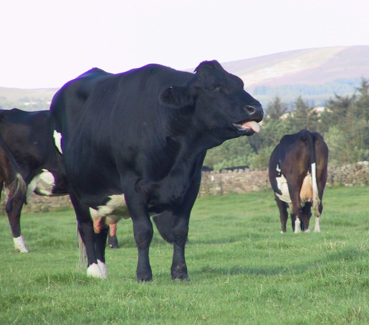 Lungworm in Cattle (1)